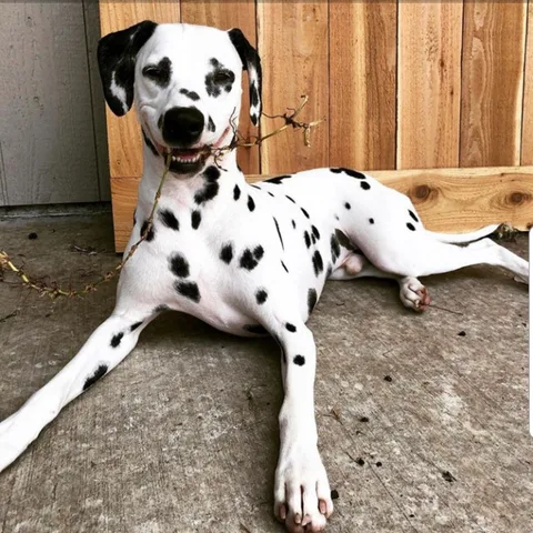 Benek, a Dalmatian, lying on a patio holding a twig in his mouth