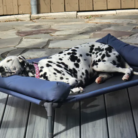 Zeytin, a Dalmatian, asleep on a raised dog bed in the sun